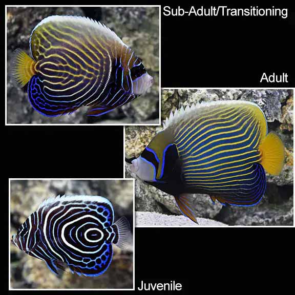 Emperor Angelfish Emperor Angelfish