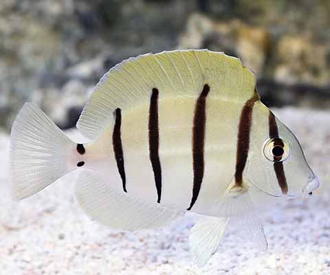 Convict Tang Convict Tang