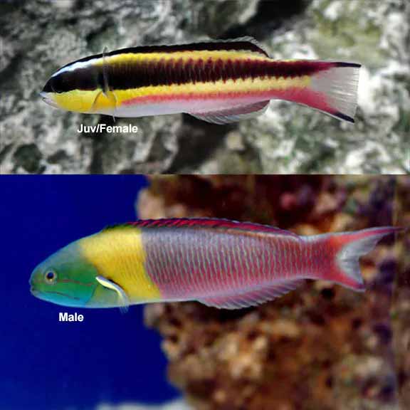 Paddlefin Wrasse Paddlefin Wrasse