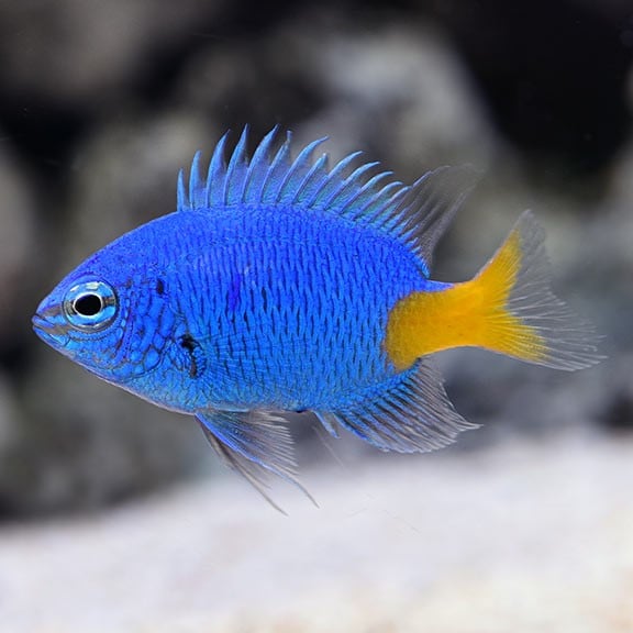 Yellowtail Damselfish Yellowtail Damselfish