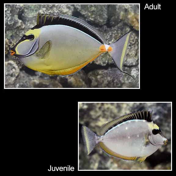 Naso Tang Naso Tang