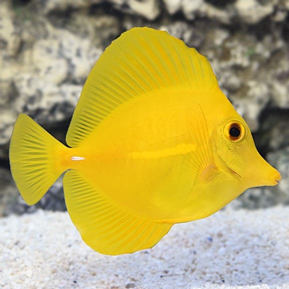 Yellow Tang Yellow Tang