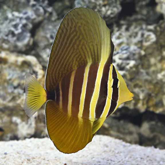 Sailfin Tang Sailfin Tang