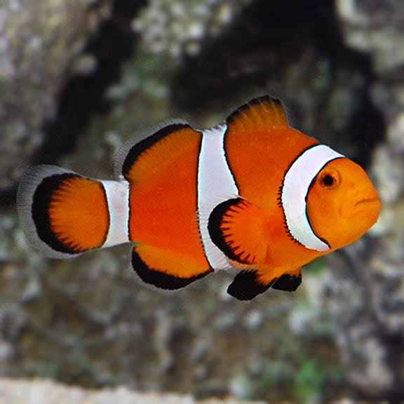 Orange Clownfish Orange Clownfish