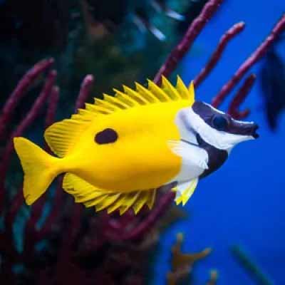Foxface Fish Foxface Fish