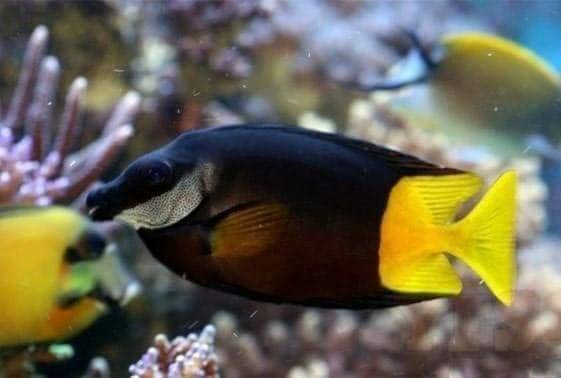 Fiji Foxface Fish Fiji Foxface Fish