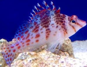 Falco Hawkfish Falco Hawkfish