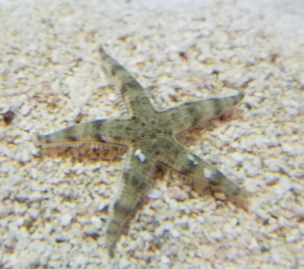 Sand Starfish Sand Starfish