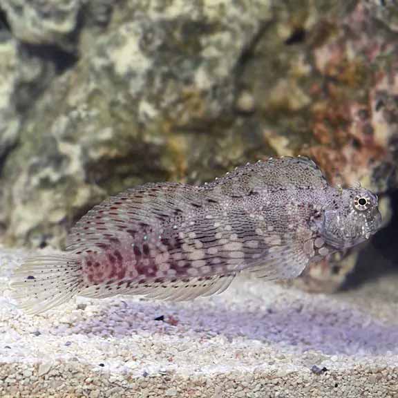 Lawnmower Blenny Lawnmower Blenny