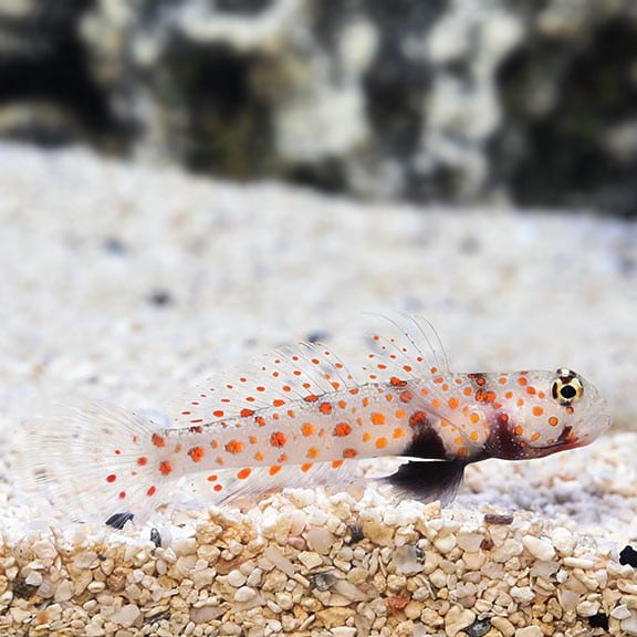 Orange Spot Goby Orange Spot Goby