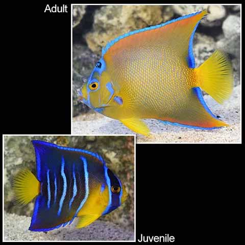 Queen Angelfish Queen Angelfish