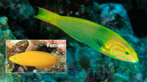 Sunset Wrasse Sunset Wrasse