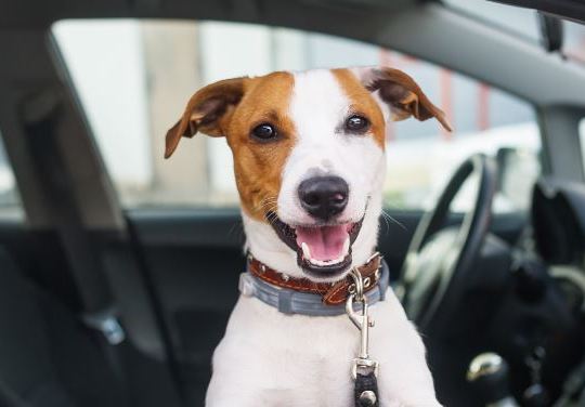 Bring Everyone Along!