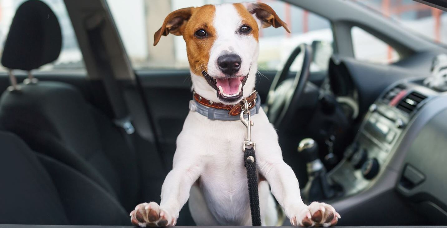 Find Your Next Vehicle at Our Dealership!