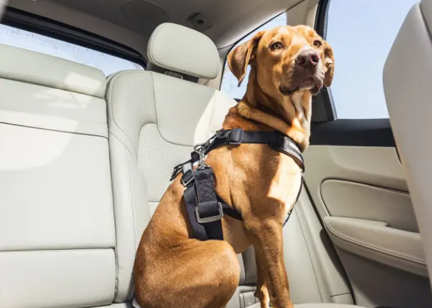 Volvo dog accessories sale