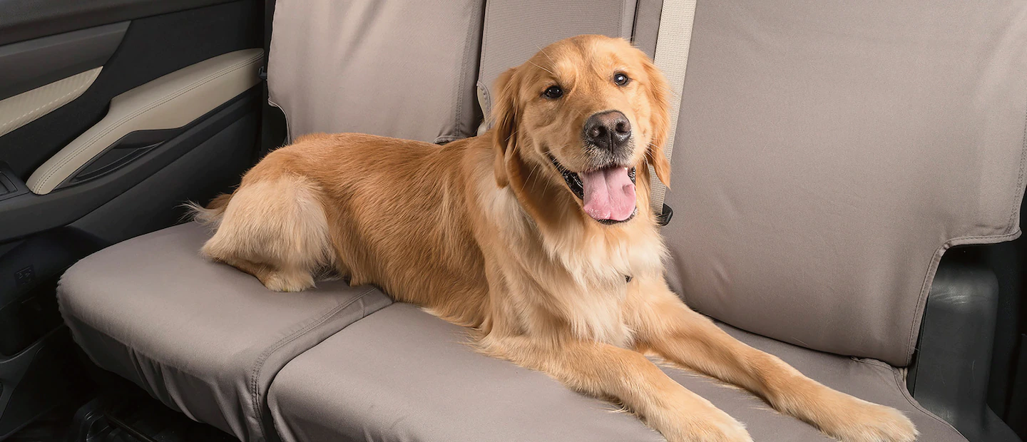 Dog Sitting on Backseats of Car