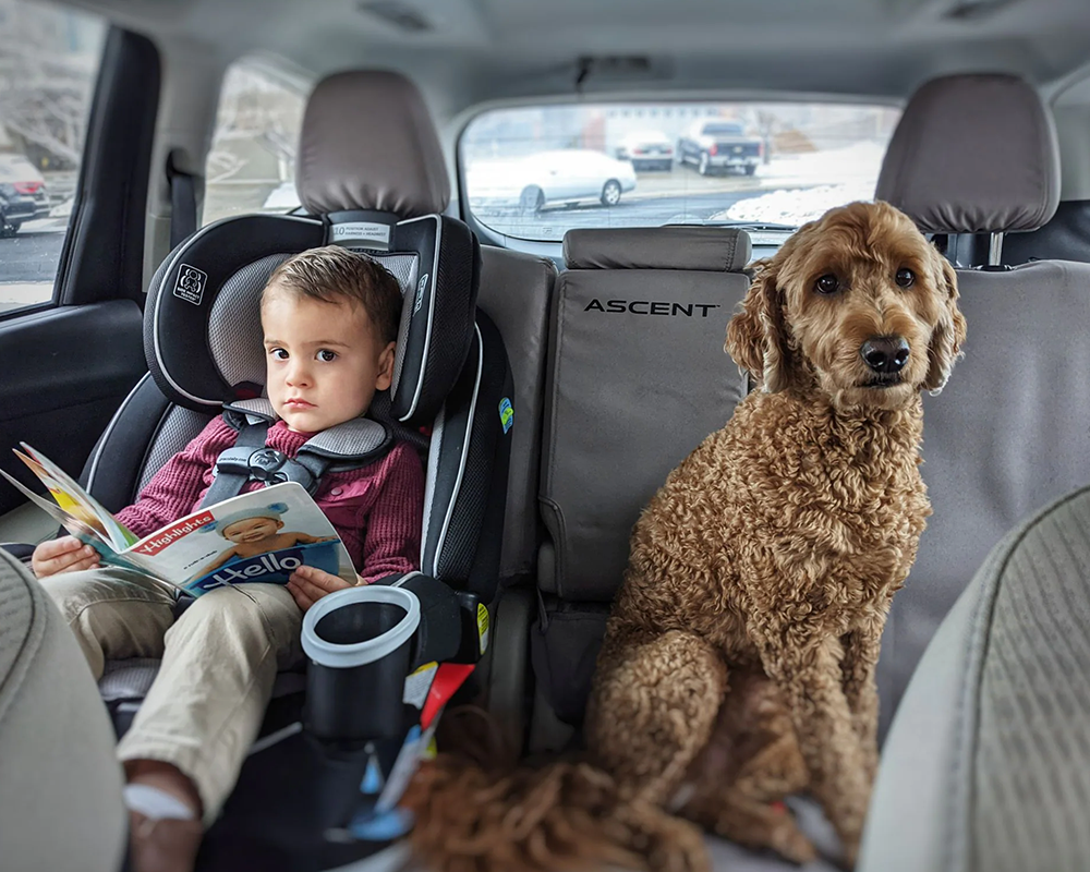 Dog in 2024 baby car seat