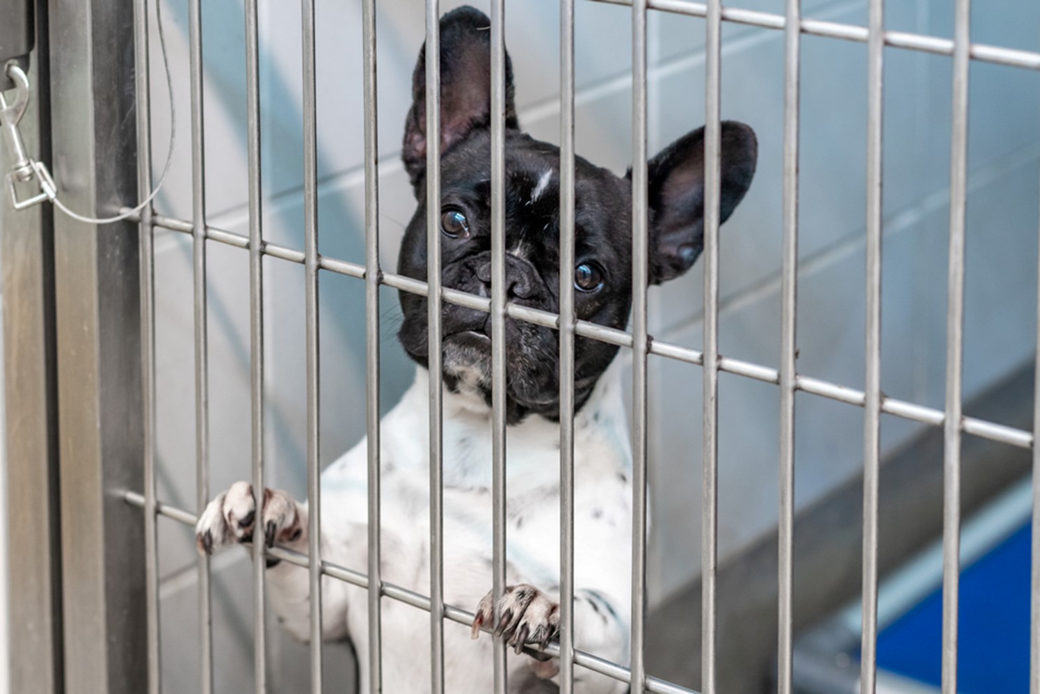 dog at lawrence humane society