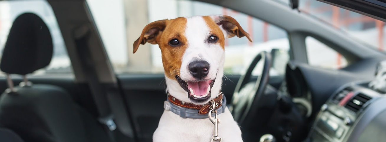 Securing a Loan Can Let You Buy a Vehicle!