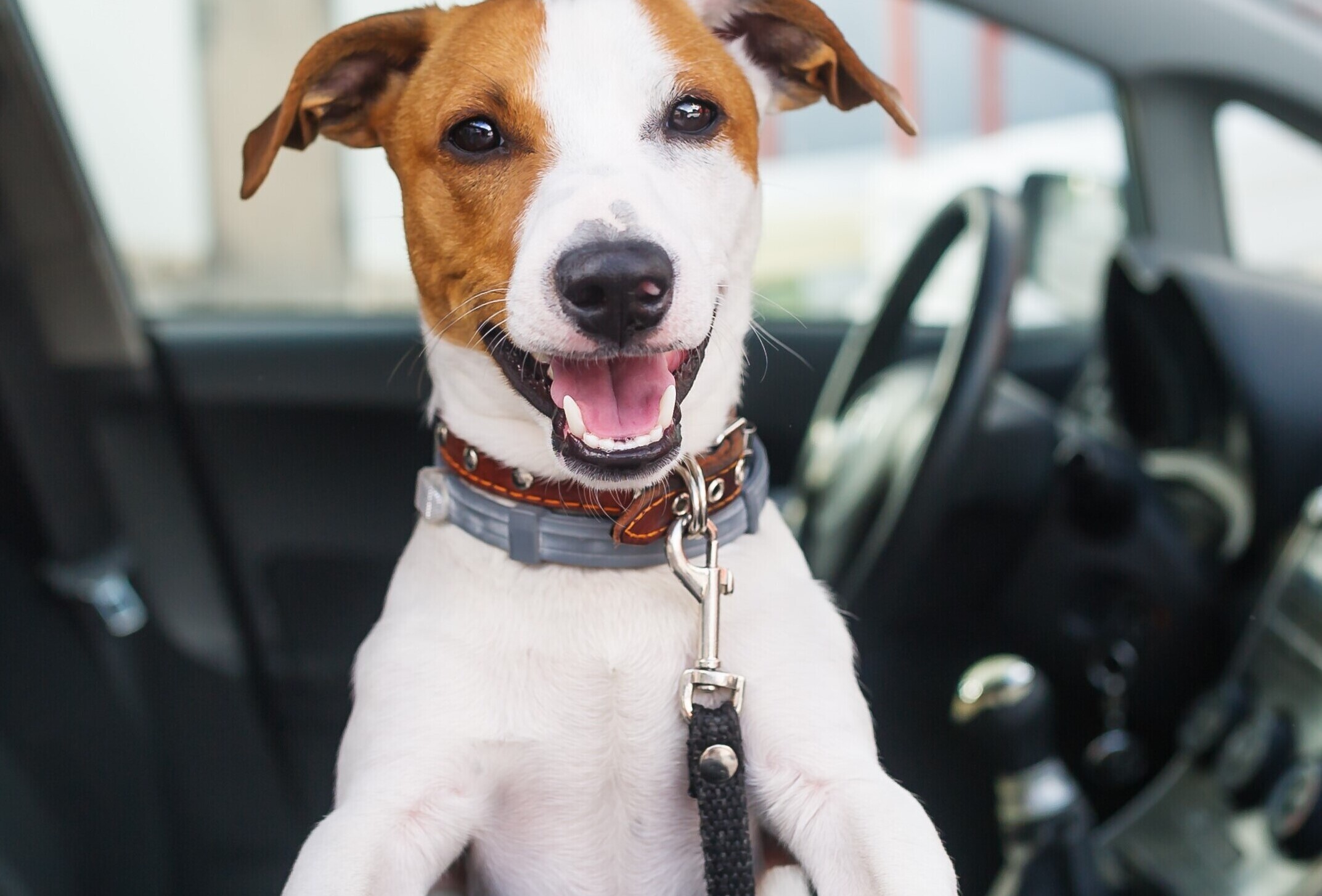 Your Furry Friend Will Love Your Next One-Owner Pickup!