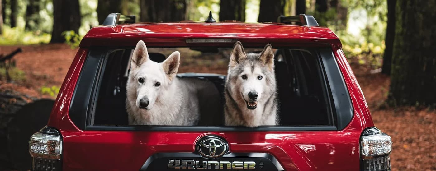 Two dogs are shown in the rear cargo area of a red 2023 Toyota 4Runner at a campsite.