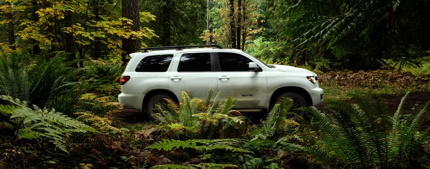 A white 2022 Toyota Sequoia parked in the woods amid ferns and trees.