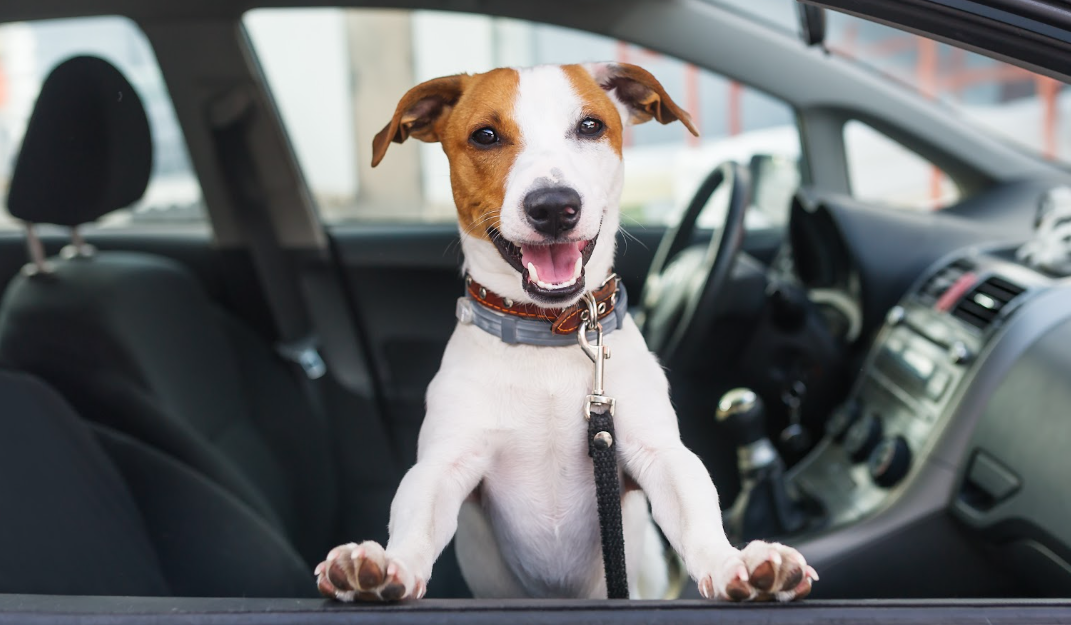 Buy a Used F-150 To Drive With Your Loved Ones!