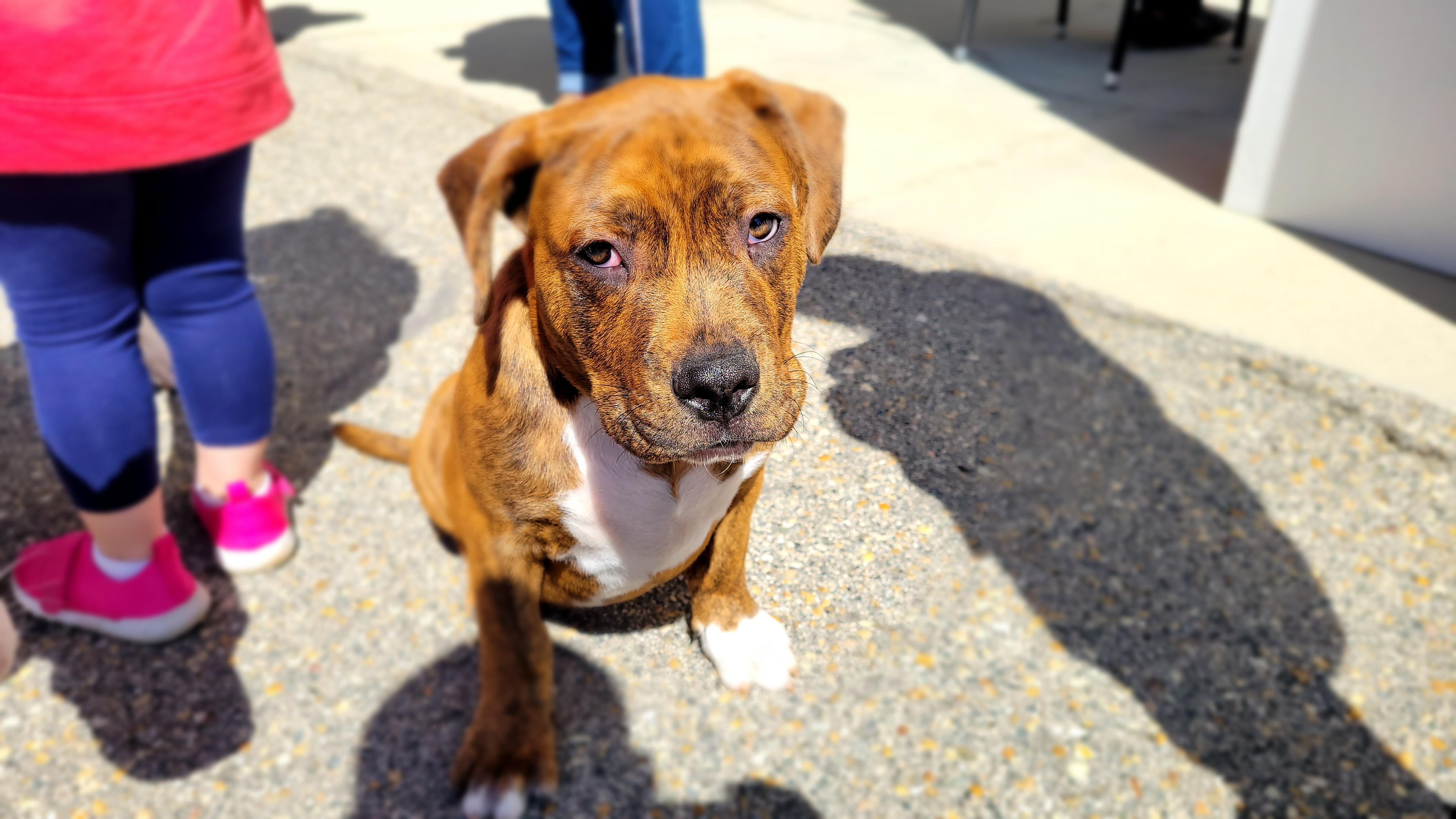 Interested in Adopting