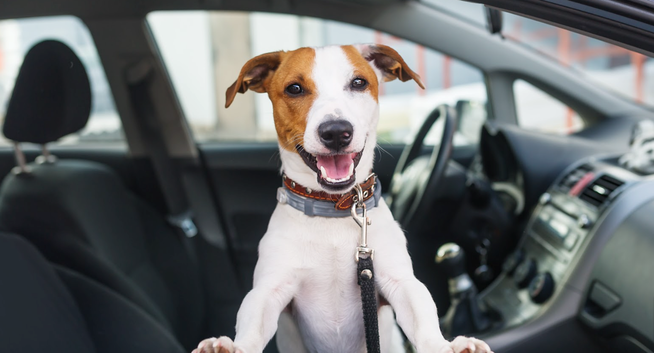 Find Your Next Vehicle Here!