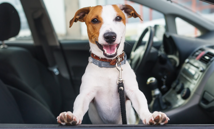 Buy a One-Owner Car for Your Loved Ones!