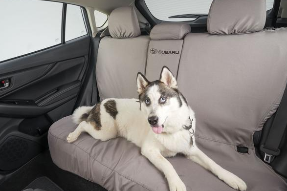 Husky dog lying on the covered back seat of a Subaru vehicle