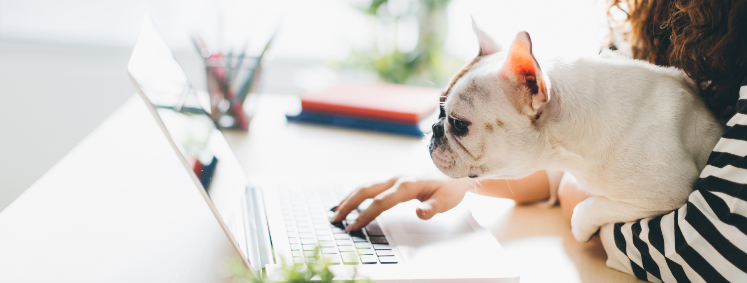 Search Around for a Used Camaro!