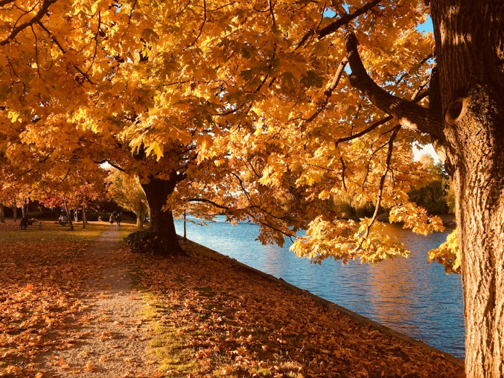 Scenic autumn landscape with golden fall leaves on trees by a riverside path