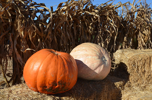Two pumpkins sitting on a hay bale in front of a drying corn field.