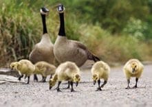 Subaru SmartWay™ Vehicles