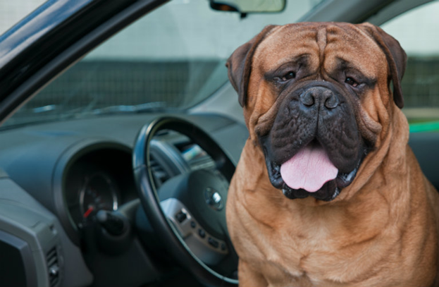 brown bulldog sitting in car