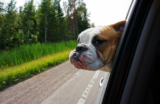 bulldog sticking head out window