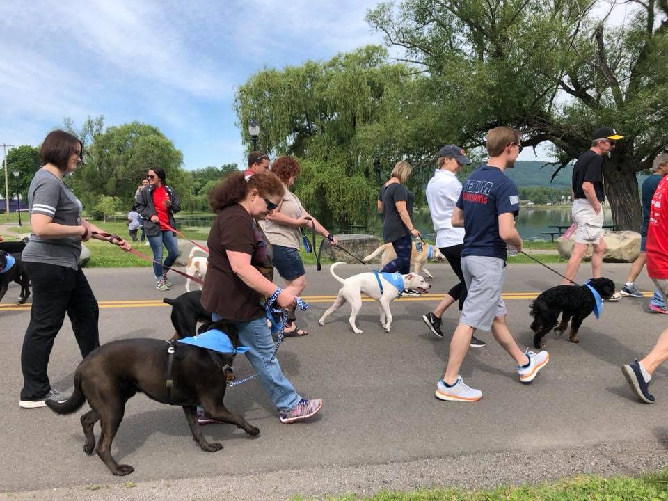 Walking dogs